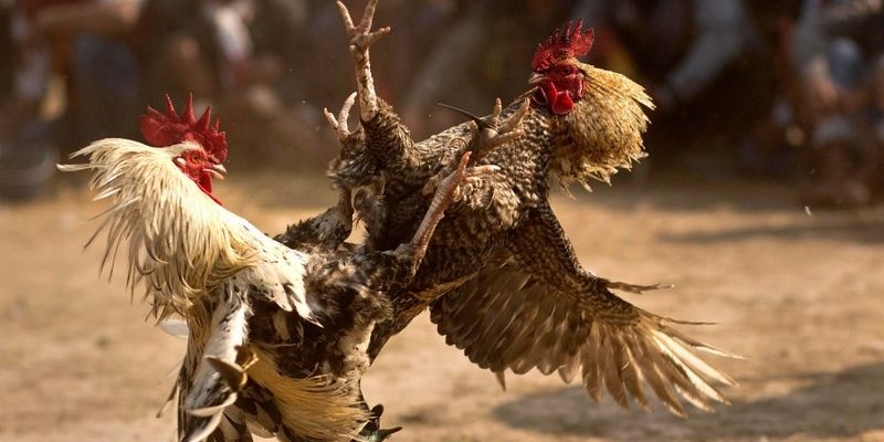 đá gà trực tuyến là gì